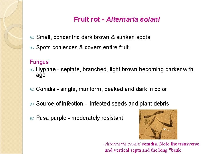 Fruit rot - Alternaria solani Small, concentric dark brown & sunken spots Spots coalesces