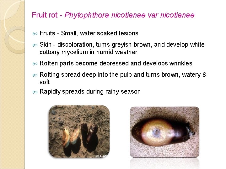 Fruit rot - Phytophthora nicotianae var nicotianae Fruits - Small, water soaked lesions Skin