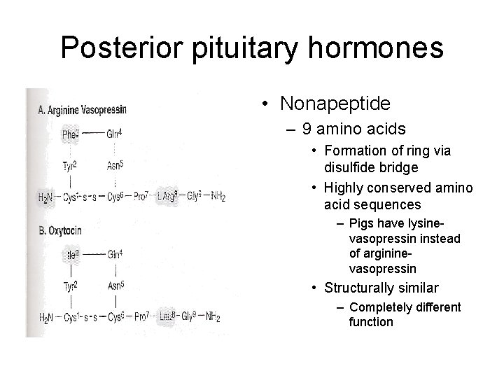 Posterior pituitary hormones • Nonapeptide – 9 amino acids • Formation of ring via