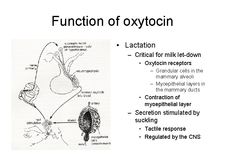 Function of oxytocin • Lactation – Critical for milk let-down • Oxytocin receptors –