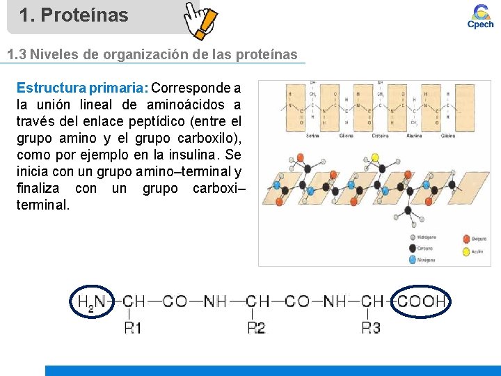 1. Proteínas 1. 3 Niveles de organización de las proteínas Estructura primaria: Corresponde a