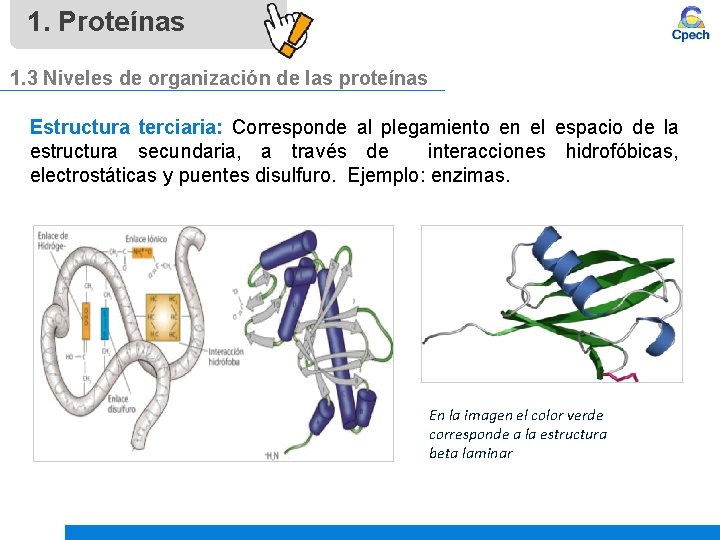 1. Proteínas 1. 3 Niveles de organización de las proteínas Estructura terciaria: Corresponde al