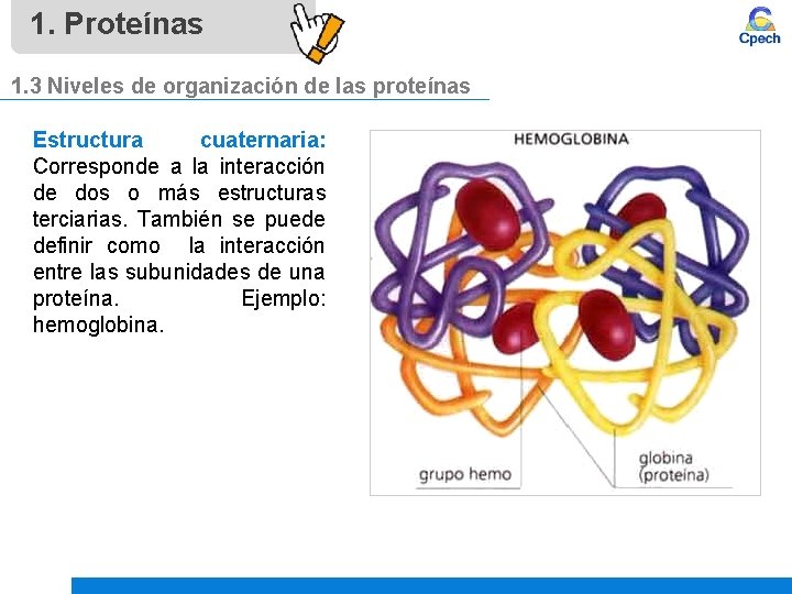 1. Proteínas 1. 3 Niveles de organización de las proteínas Estructura cuaternaria: Corresponde a
