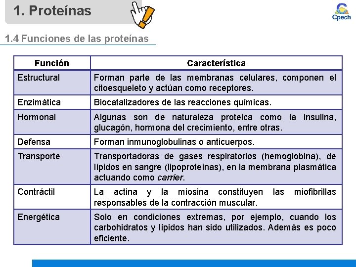 1. Proteínas 1. 4 Funciones de las proteínas Función Característica Estructural Forman parte de