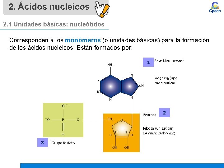 2. Ácidos nucleicos 2. 1 Unidades básicas: nucleótidos Corresponden a los monómeros (o unidades