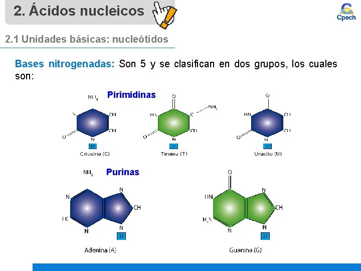 2. Ácidos nucleicos 2. 1 Unidades básicas: nucleótidos Bases nitrogenadas: Son 5 y se