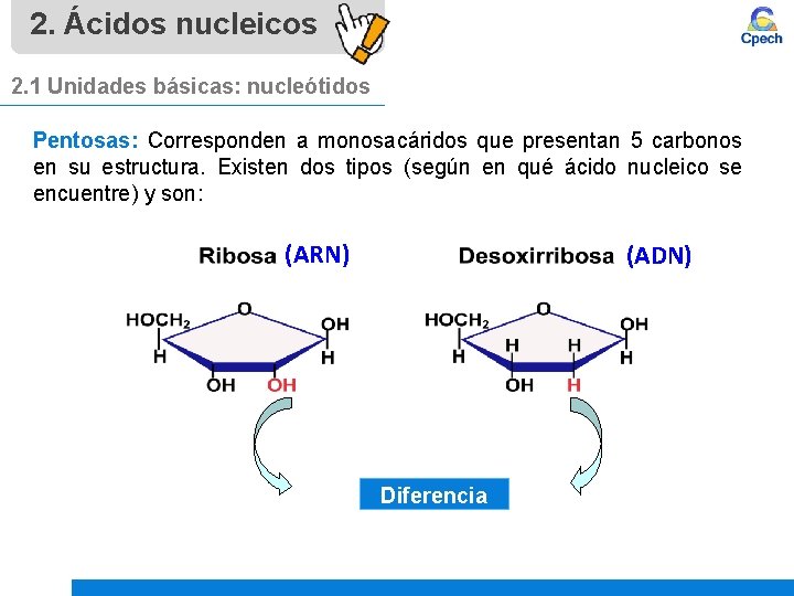 2. Ácidos nucleicos 2. 1 Unidades básicas: nucleótidos Pentosas: Corresponden a monosacáridos que presentan