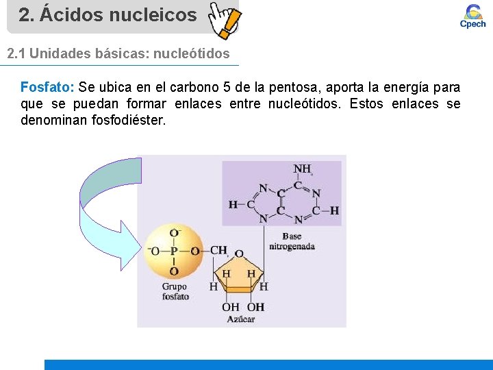 2. Ácidos nucleicos 2. 1 Unidades básicas: nucleótidos Fosfato: Se ubica en el carbono