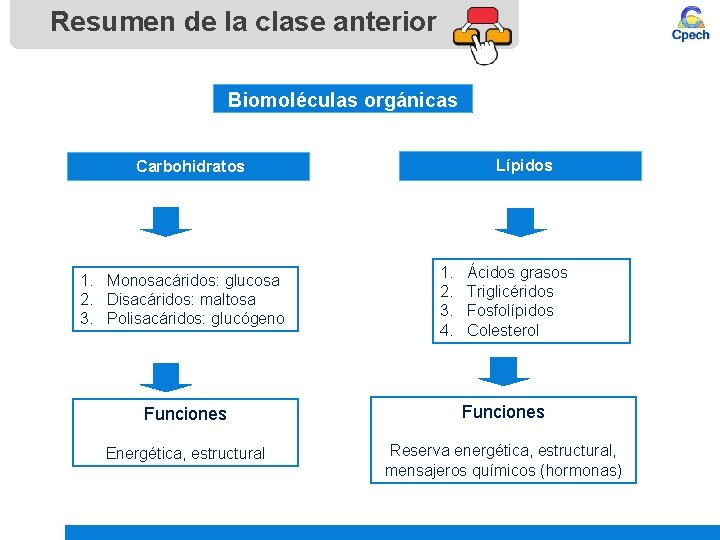 Resumen de la clase anterior Biomoléculas orgánicas Lípidos Carbohidratos 1. Monosacáridos: glucosa 2. Disacáridos: