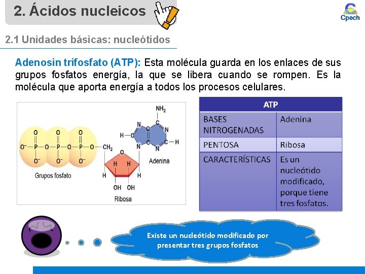 2. Ácidos nucleicos 2. 1 Unidades básicas: nucleótidos Adenosin trifosfato (ATP): Esta molécula guarda