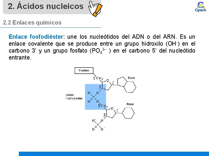 2. Ácidos nucleicos 2. 2 Enlaces químicos Enlace fosfodiéster: une los nucleótidos del ADN