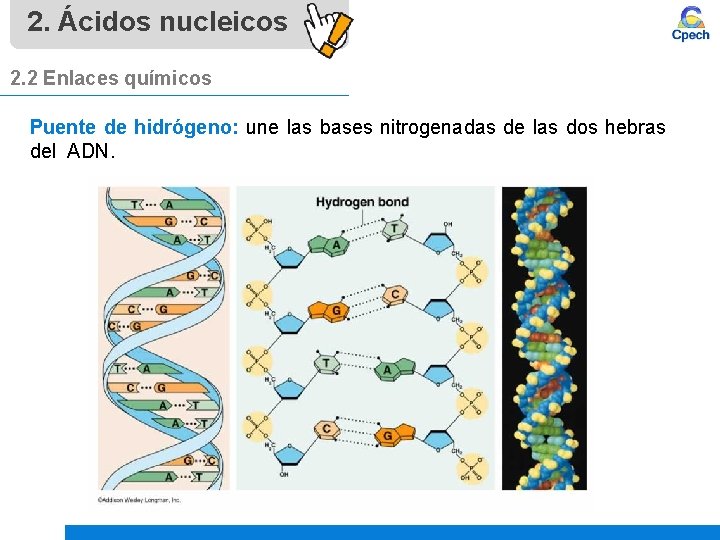 2. Ácidos nucleicos 2. 2 Enlaces químicos Puente de hidrógeno: une las bases nitrogenadas