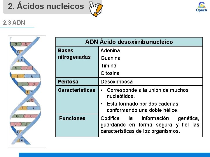 2. Ácidos nucleicos 2. 3 ADN Ácido desoxirribonucleico Bases nitrogenadas Adenina Guanina Timina Citosina