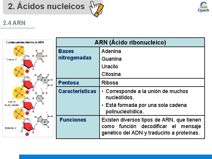 2. Ácidos nucleicos 2. 4 ARN (Ácido ribonucleico) Bases nitrogenadas Adenina Guanina Uracilo Citosina