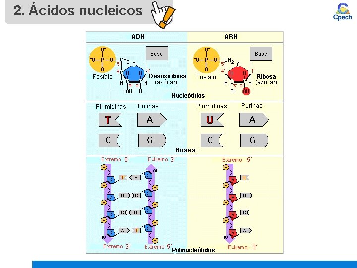2. Ácidos nucleicos 