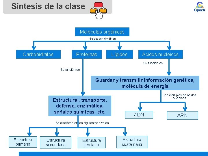 Síntesis de la clase Moléculas orgánicas Se pueden dividir en Carbohidratos Proteínas Lípidos Ácidos