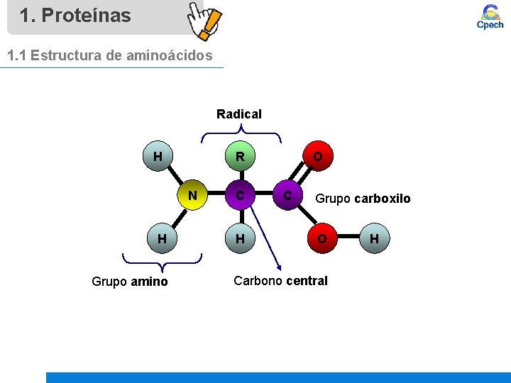 1. Proteínas 1. 1 Estructura de aminoácidos Radical H R N H Grupo amino