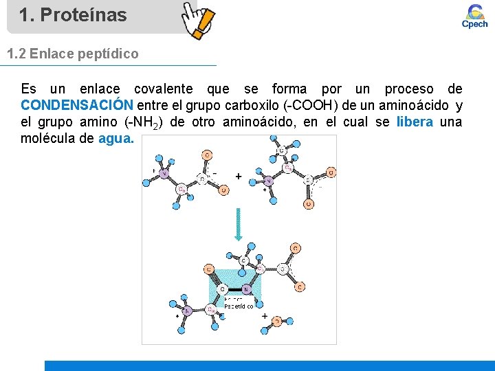 1. Proteínas 1. 2 Enlace peptídico Es un enlace covalente que se forma por