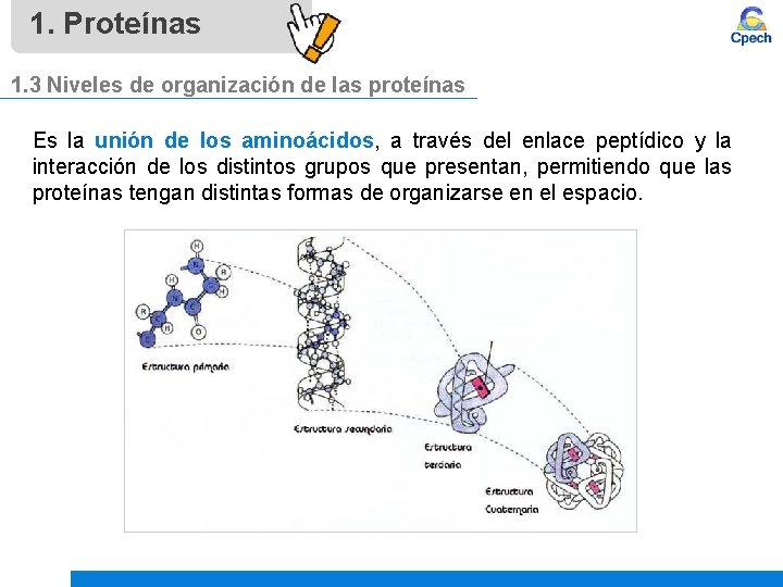 1. Proteínas 1. 3 Niveles de organización de las proteínas Es la unión de