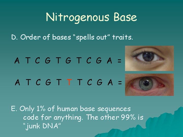 Nitrogenous Base D. Order of bases “spells out” traits. A T C G A