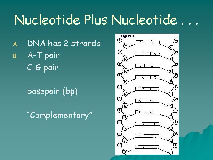 Nucleotide Plus Nucleotide. . . A. B. DNA has 2 strands A-T pair C-G