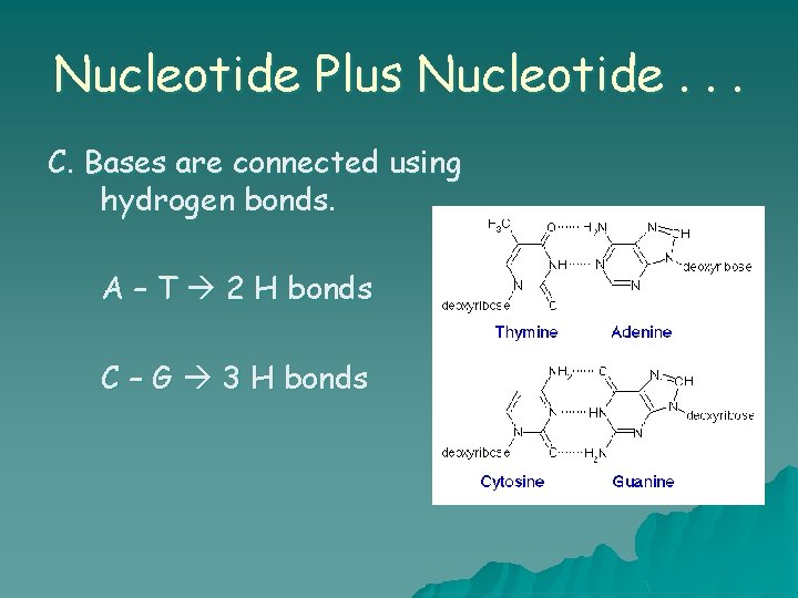Nucleotide Plus Nucleotide. . . C. Bases are connected using hydrogen bonds. A –