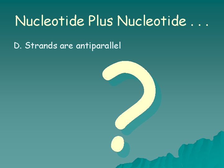 Nucleotide Plus Nucleotide. . . ? D. Strands are antiparallel 