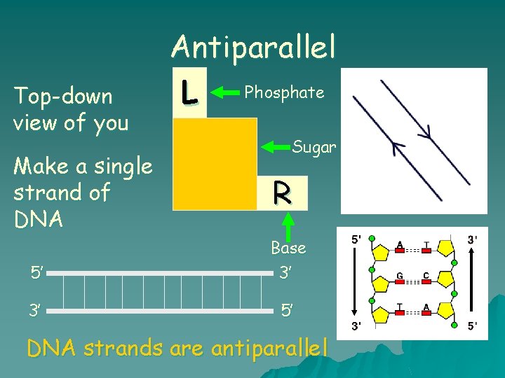 Top-down view of you Make a single strand of DNA Antiparallel Phosphate L Sugar