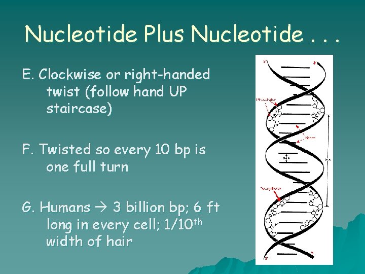 Nucleotide Plus Nucleotide. . . E. Clockwise or right-handed twist (follow hand UP staircase)