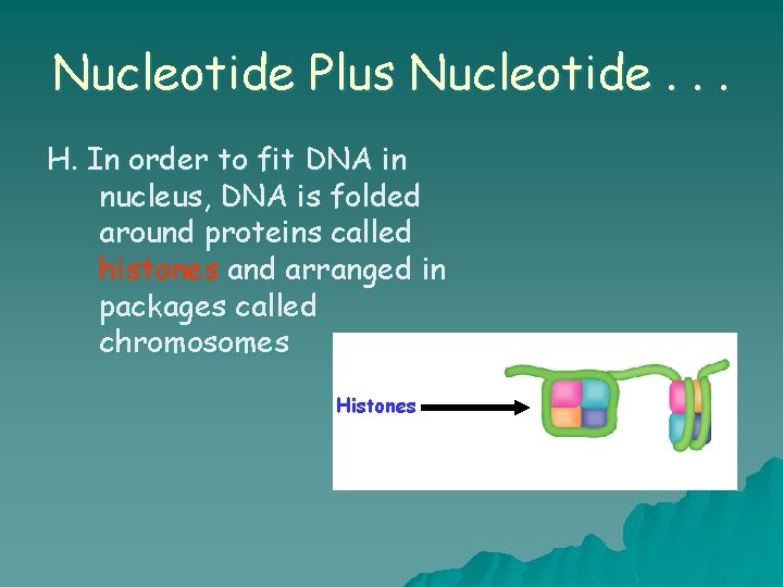 Nucleotide Plus Nucleotide. . . H. In order to fit DNA in nucleus, DNA