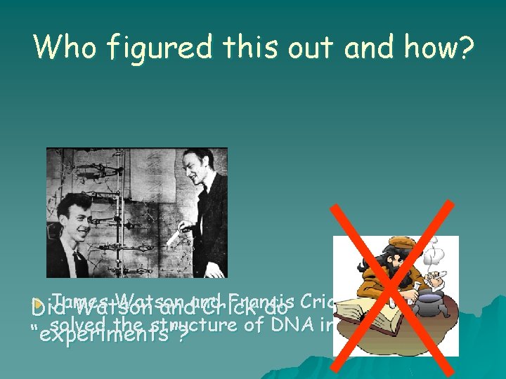 Who figured this out and how? u James Watson Francis Did Watson andand Crick