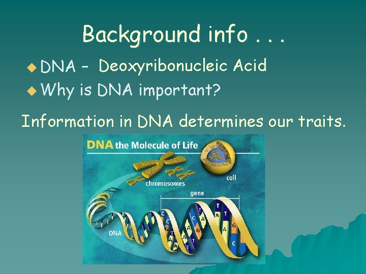 Background info. . . – Deoxyribonucleic Acid u Why is DNA important? u DNA