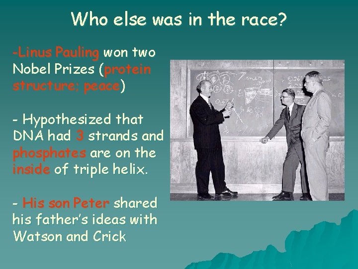 Who else was in the race? -Linus Pauling won two Nobel Prizes (protein structure;