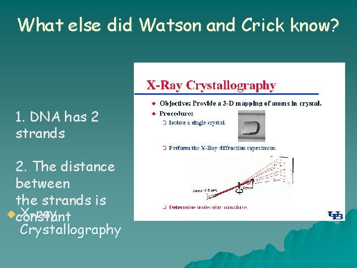 What else did Watson and Crick know? 1. DNA has 2 strands 2. The