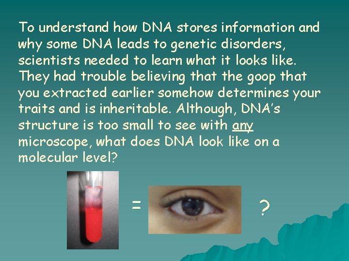 To understand how DNA stores information and why some DNA leads to genetic disorders,