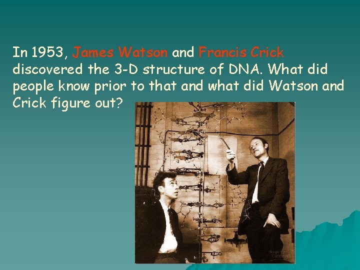 In 1953, James Watson and Francis Crick discovered the 3 -D structure of DNA.