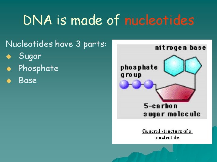 DNA is made of nucleotides Nucleotides have 3 parts: u Sugar u Phosphate u