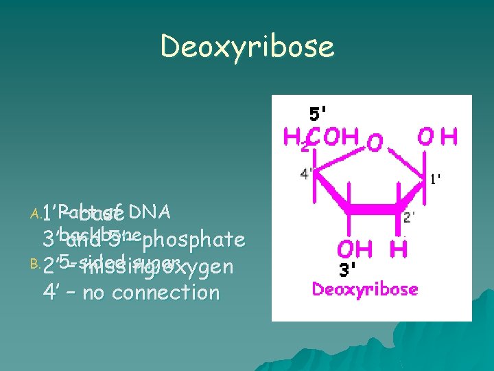 Deoxyribose A. 1’ Part of DNA – base 3’backbone. and 5’– phosphate B. 2’