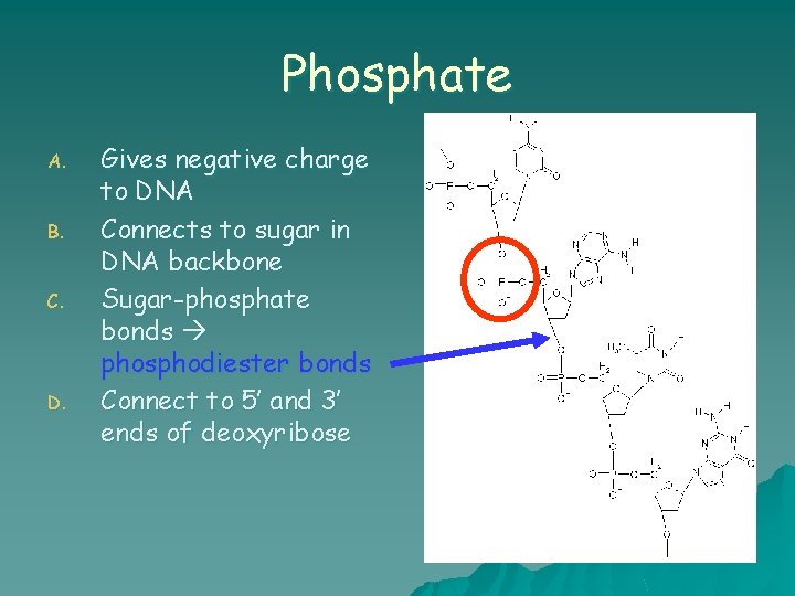 Phosphate A. B. C. D. Gives negative charge to DNA Connects to sugar in