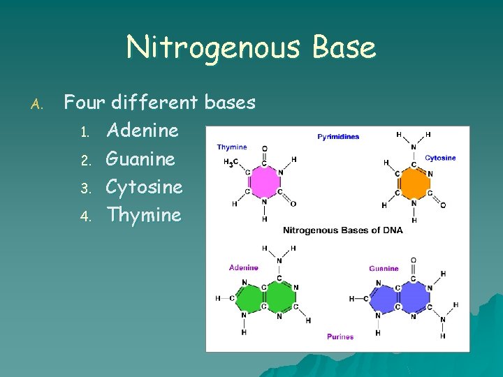Nitrogenous Base A. Four different bases 1. Adenine 2. Guanine 3. Cytosine 4. Thymine