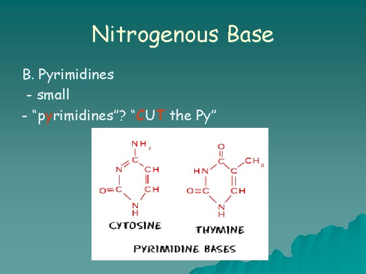 Nitrogenous Base B. Pyrimidines - small - “pyrimidines”? “CUT the Py” 
