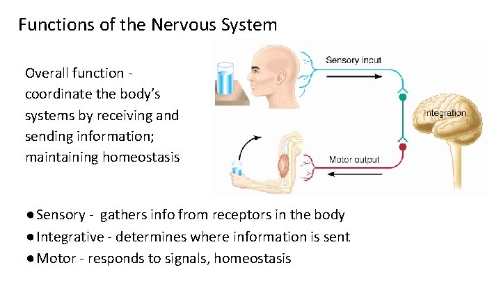 Functions of the Nervous System Overall function coordinate the body’s systems by receiving and