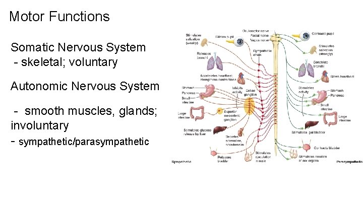 Motor Functions Somatic Nervous System - skeletal; voluntary Autonomic Nervous System - smooth muscles,