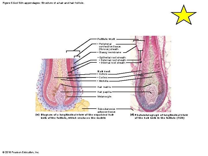 Figure 5. 6 cd Skin appendages: Structure of a hair and hair follicle. Follicle