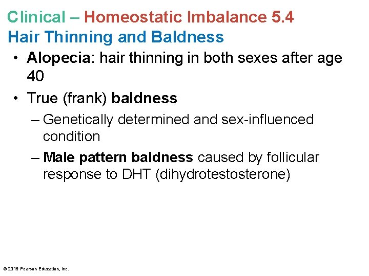 Clinical – Homeostatic Imbalance 5. 4 Hair Thinning and Baldness • Alopecia: hair thinning