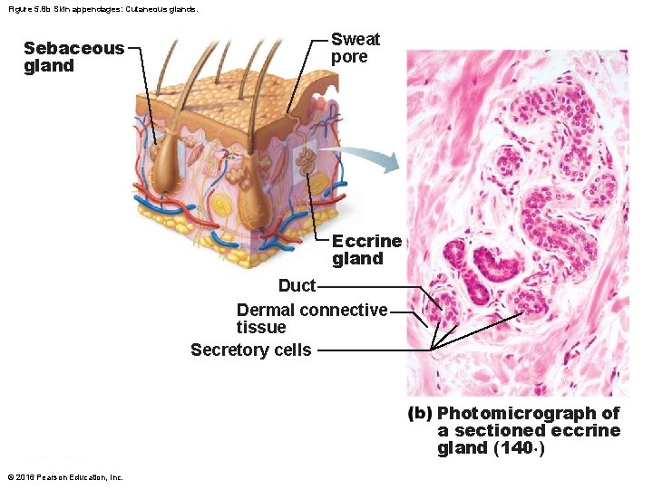 Figure 5. 8 b Skin appendages: Cutaneous glands. Sebaceous gland Sweat pore Eccrine gland