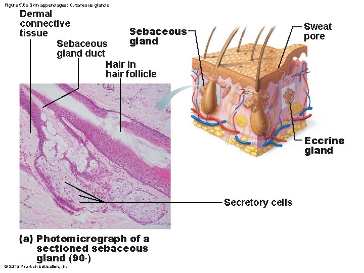 Figure 5. 8 a Skin appendages: Cutaneous glands. Dermal connective Sebaceous tissue gland Sebaceous
