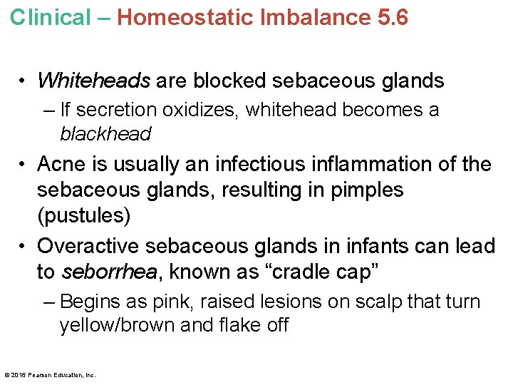 Clinical – Homeostatic Imbalance 5. 6 • Whiteheads are blocked sebaceous glands – If