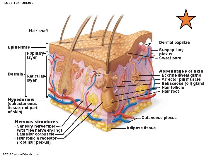 Figure 5. 1 Skin structure. Hair shaft Dermal papillae Epidermis Papillary layer Dermis Subpapillary