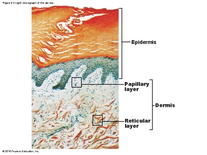 Figure 5. 3 Light micrograph of the dermis. Epidermis Papillary layer Dermis Reticular layer